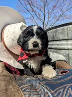 CHARLIE RESERVED, a male Bernedoodle for sale in Oldtown, MD – Photo 5 of 7