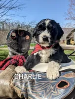 CHARLIE RESERVED, a male Bernedoodle for sale in Oldtown, MD – Photo 6 of 7