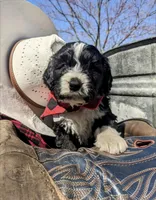 CHARLIE RESERVED, a male Bernedoodle for sale in Oldtown, MD – Photo 1 of 7