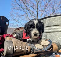 CHARLIE RESERVED, a male Bernedoodle for sale in Oldtown, MD – Photo 4 of 7