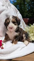LUNA BELLE, a female Bernedoodle for sale in Oldtown, MD – 5 of 10
