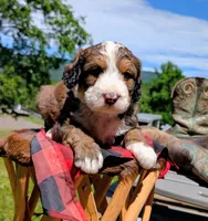 MOOSE, a male Bernedoodle for sale in Oldtown, MD – 3 of 8