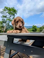 ASPEN FERN, a female Labrador Retriever and Poodle - Standard  for sale in Oldtown, MD – Photo 6 of 10