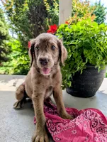 ASPEN FERN, a female Labrador Retriever and Poodle - Standard  for sale in Oldtown, MD – Photo 10 of 10