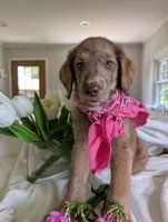 ASPEN FERN, a female Labrador Retriever and Poodle - Standard  for sale in Oldtown, MD – Photo 7 of 10
