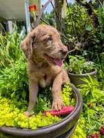 ASPEN FERN, a female Labrador Retriever and Poodle - Standard  for sale in Oldtown, MD – Photo 5 of 10