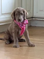 ASPEN FERN, a female Labrador Retriever and Poodle - Standard  for sale in Oldtown, MD – Photo 4 of 10