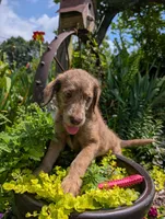 ASPEN FERN, a female Labrador Retriever and Poodle - Standard  for sale in Oldtown, MD – Photo 9 of 10