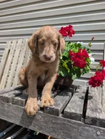 ASPEN FERN, a female Labrador Retriever and Poodle - Standard  for sale in Oldtown, MD – Photo 1 of 10