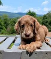 ASPEN FERN, a female Labrador Retriever and Poodle - Standard  for sale in Oldtown, MD – Photo 8 of 10