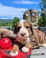 MOOSE, a male Bernedoodle for sale in Oldtown, MD – 4 of 8