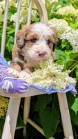 BELLA LIBERTY, a female Bernedoodle for sale in Oldtown, MD – 4 of 9