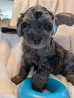 SNICKERS, a male Cavapoo and Poodle - Miniature  for sale in Oldtown, MD – Photo 4 of 10