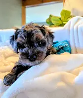 SNICKERS, a male Cavapoo and Poodle - Miniature  for sale in Oldtown, MD – Photo 7 of 10