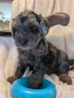 SNICKERS, a male Cavapoo and Poodle - Miniature  for sale in Oldtown, MD – Photo 9 of 10