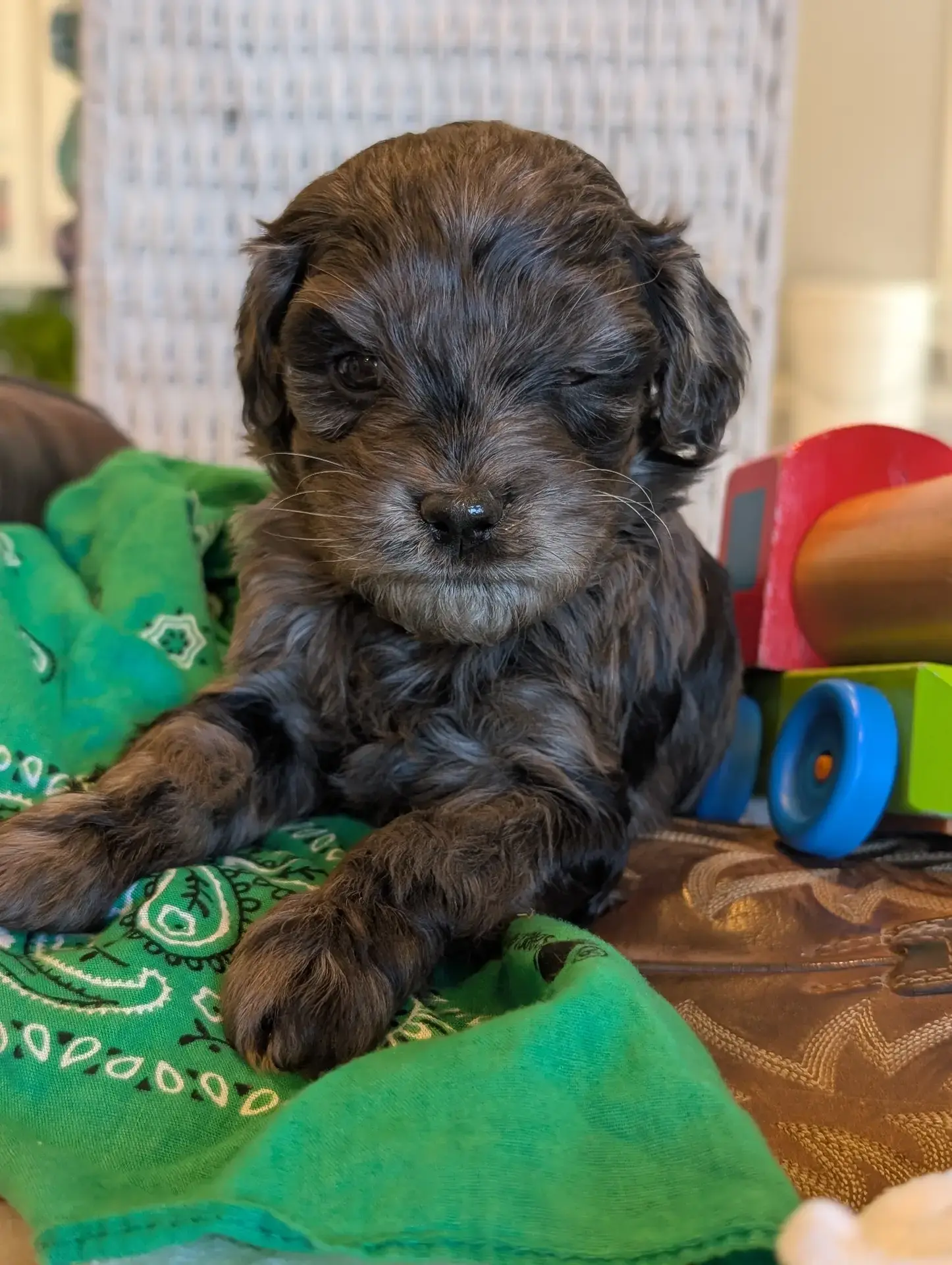 SNICKERS, a male Cavapoo and Poodle - Miniature  for sale in Oldtown, MD – Photo 2 of 10