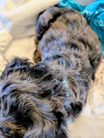 SNICKERS, a male Cavapoo and Poodle - Miniature  for sale in Oldtown, MD – Photo 6 of 10