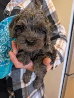 SNICKERS, a male Cavapoo and Poodle - Miniature  for sale in Oldtown, MD – Photo 3 of 10