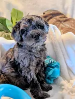 SNICKERS, a male Cavapoo and Poodle - Miniature  for sale in Oldtown, MD – Photo 1 of 10