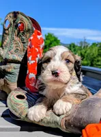 Teddy, a male Bernedoodle for sale in Oldtown, MD – 5 of 9