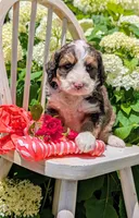 LUNA BELLE, a female Bernedoodle for sale in Oldtown, MD – 1 of 10