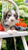 Teddy, a male Bernedoodle for sale in Oldtown, MD – 7 of 9