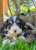 Bear Cub, a male Bernedoodle for sale in Oldtown, MD – 7 of 8