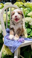 BELLA LIBERTY, a female Bernedoodle for sale in Oldtown, MD – 7 of 9
