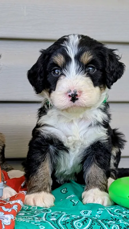 Bear Cub – Bernedoodle puppy for sale in Oldtown, MD