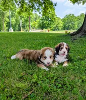 LUNA BELLE, a female Bernedoodle for sale in Oldtown, MD – 8 of 10
