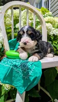 Bear Cub, a male Bernedoodle for sale in Oldtown, MD – 4 of 8
