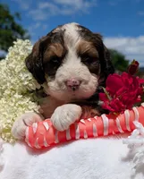 LUNA BELLE, a female Bernedoodle for sale in Oldtown, MD – 2 of 10