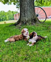 BELLA LIBERTY, a female Bernedoodle for sale in Oldtown, MD – 10 of 10