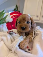 processed/fcaeae5b-76c3-4933-b2d4-347b95e11ecc/listing/682ca88a-a655-4396-8173-e0d43f12d2fc/07ee7586-eb1d-4c92-a5e5-919653da411b