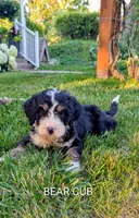 Bear Cub, a male Bernedoodle for sale in Oldtown, MD – 3 of 8