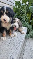 Bear Cub, a male Bernedoodle for sale in Oldtown, MD – 8 of 8