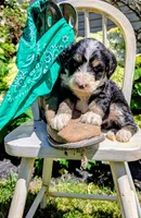 Bear Cub, a male Bernedoodle for sale in Oldtown, MD – 5 of 8