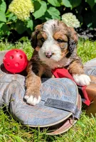 MOOSE, a male Bernedoodle for sale in Oldtown, MD – 5 of 8