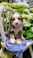 BELLA LIBERTY, a female Bernedoodle for sale in Oldtown, MD – 5 of 9