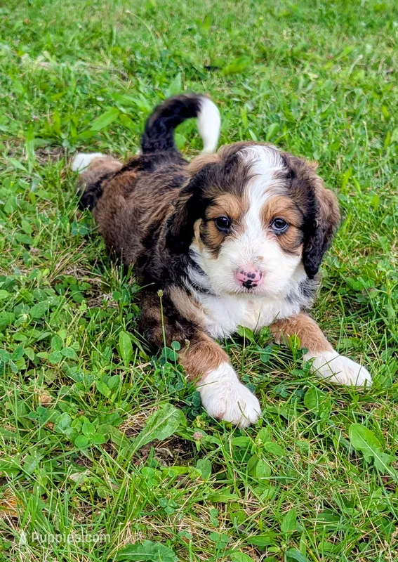 LUNA BELLE – Bernedoodle puppy for sale in Oldtown, MD