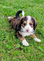 LUNA BELLE, a female Bernedoodle for sale in Oldtown, MD – 1 of 10