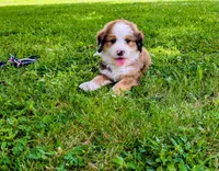 BELLA LIBERTY, a female Bernedoodle for sale in Oldtown, MD – 1 of 10