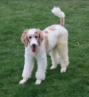 LUNA BELLE, a female Bernedoodle for sale in Oldtown, MD – 10 of 10