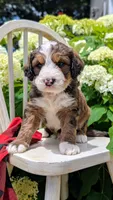 MOOSE, a male Bernedoodle for sale in Oldtown, MD – 2 of 8