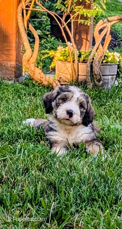 Teddy – Bernedoodle puppy for sale in Oldtown, MD