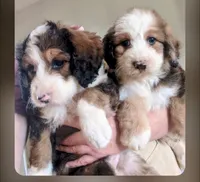LUNA BELLE, a female Bernedoodle for sale in Oldtown, MD – 9 of 10