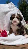 LUNA BELLE, a female Bernedoodle for sale in Oldtown, MD – 4 of 10