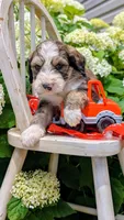 Teddy, a male Bernedoodle for sale in Oldtown, MD – 3 of 9