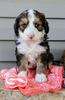 LUNA BELLE, a female Bernedoodle for sale in Oldtown, MD – 6 of 10