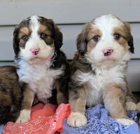 LUNA BELLE, a female Bernedoodle for sale in Oldtown, MD – 7 of 10